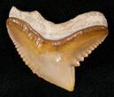 Large Fossil Tiger Shark Tooth - Bone Valley Florida #14690-1